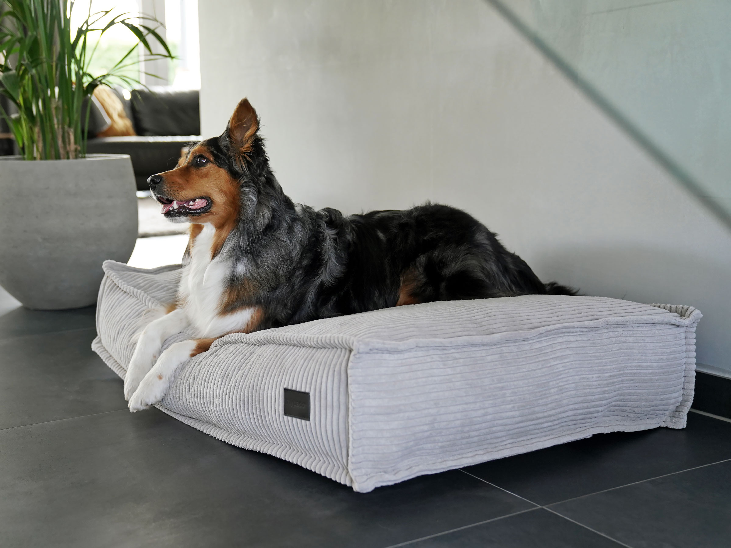 OREILLER EN PELUCHE 3D pour chien, coussin de canapé, poupée en peluche, EUR 22,98 - FR OREILLER EN PELUCHE 3D pour chien, coussin de canapé, poupée en peluche, EUR 22,98 - FR