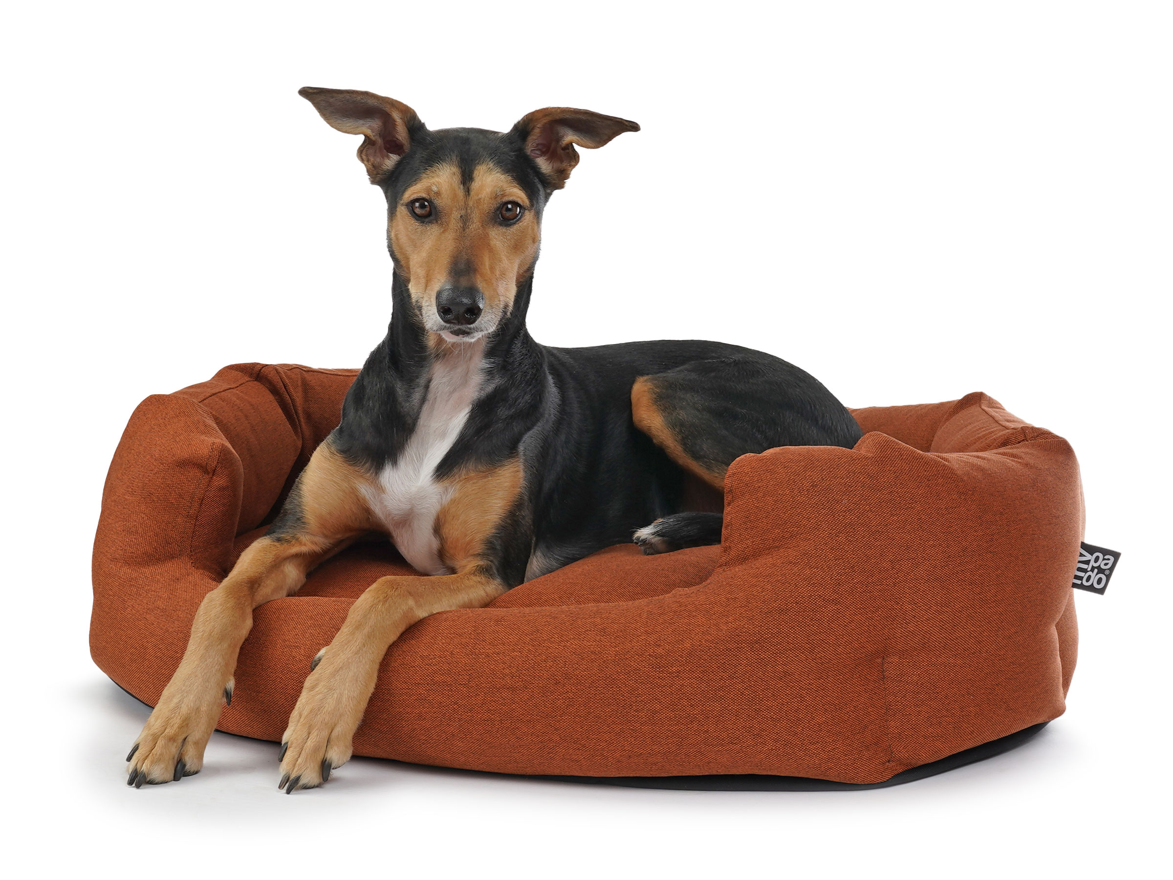 mypado Fancy Mono Lit pour chien