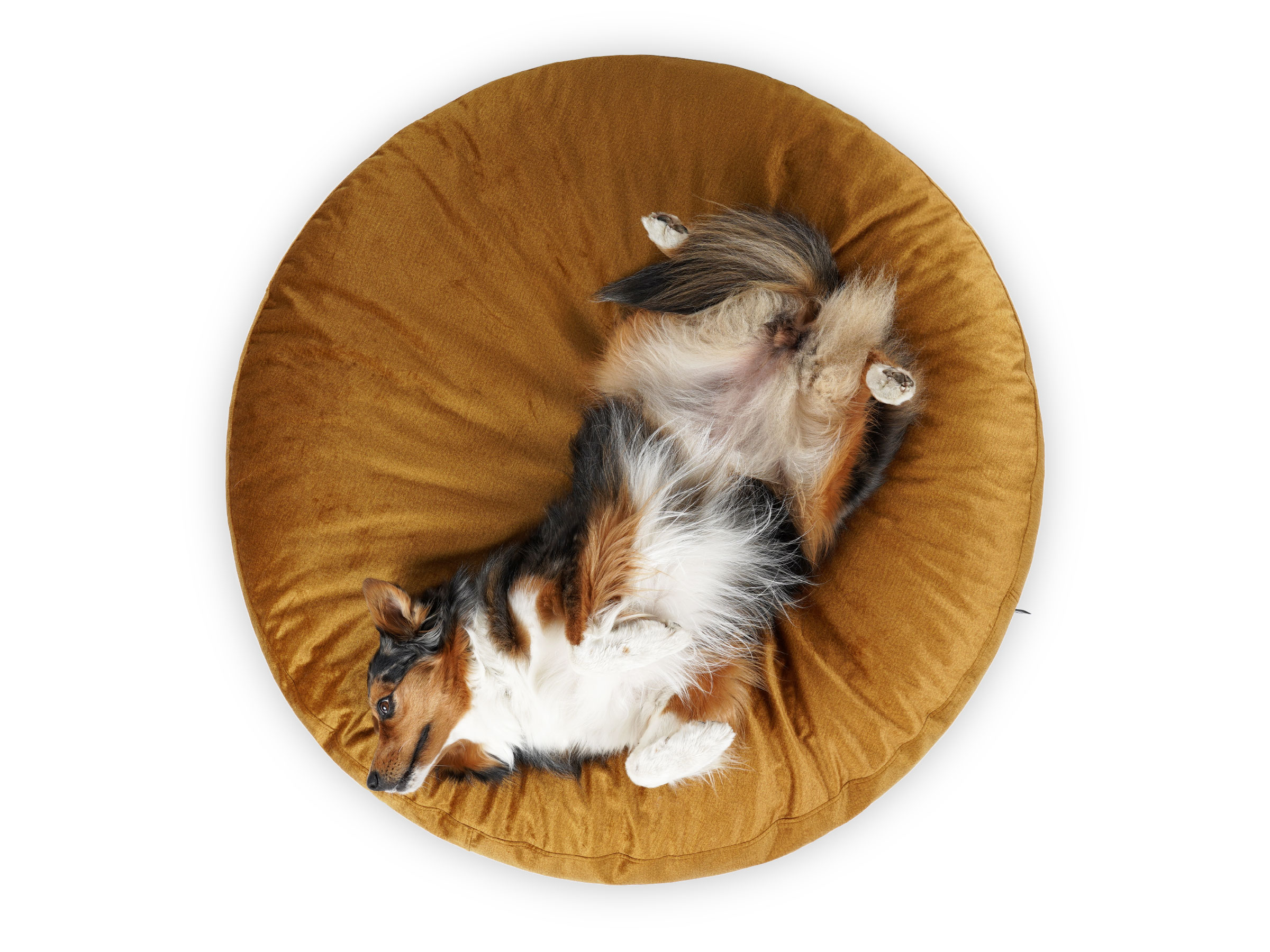 Replacement cover for mypado Mio Velvet Dog Cushion