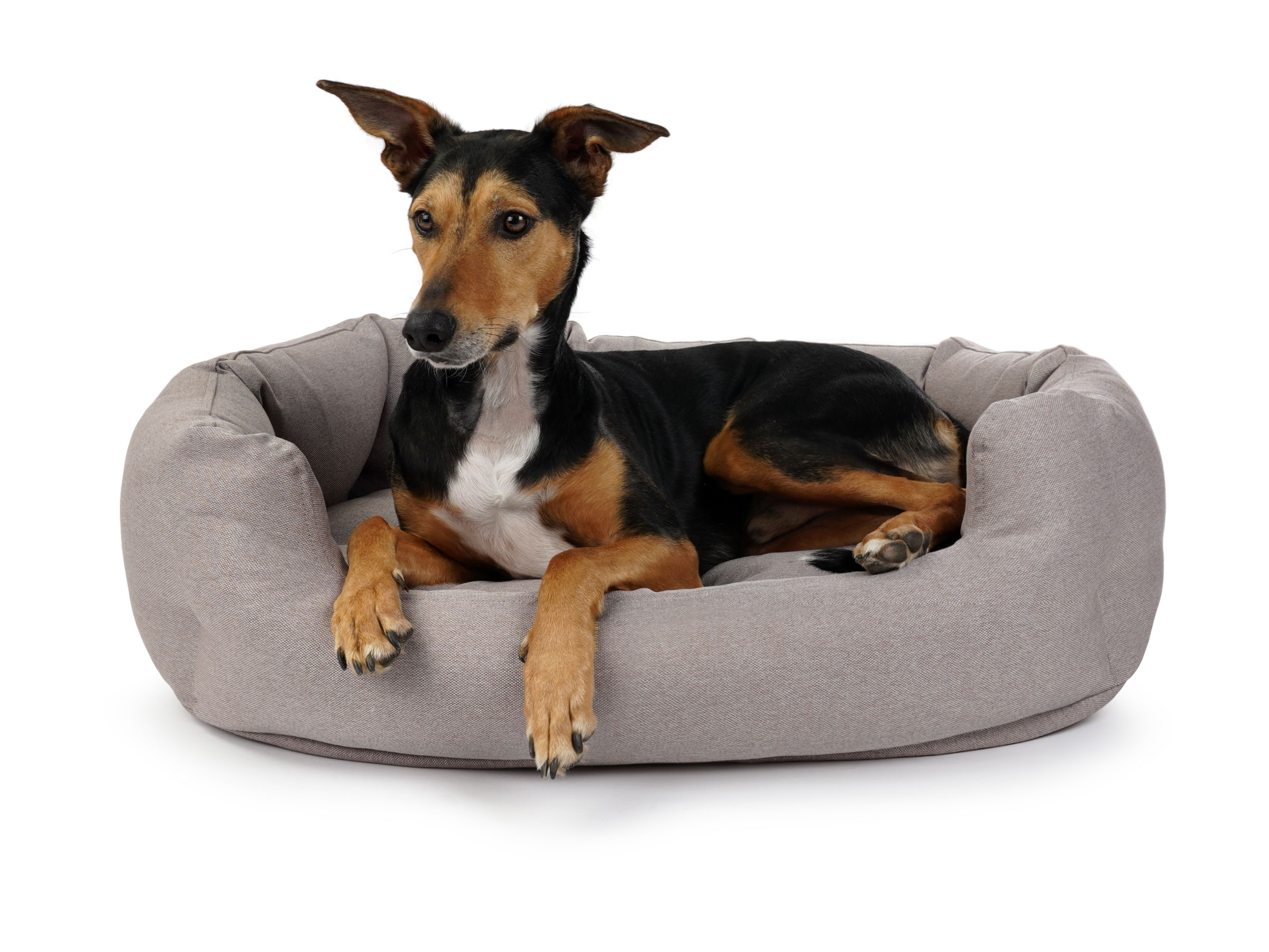mypado Fancy Mono Dog Bed