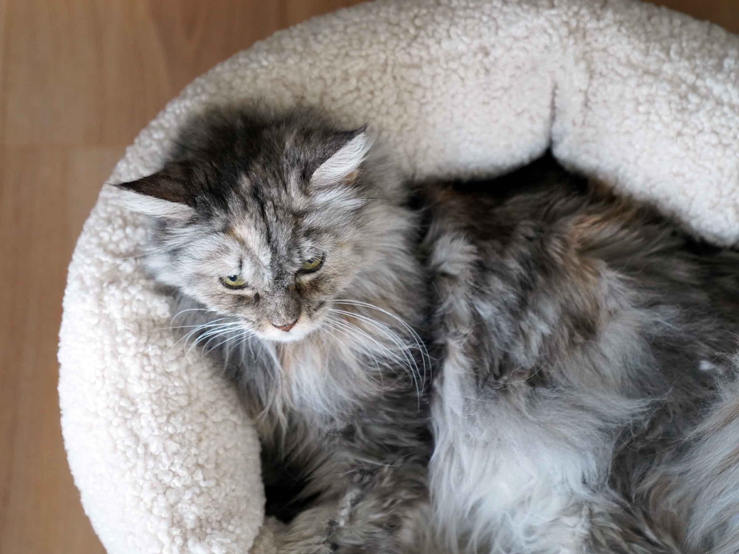 mypado Camino Woolly Cat Bed