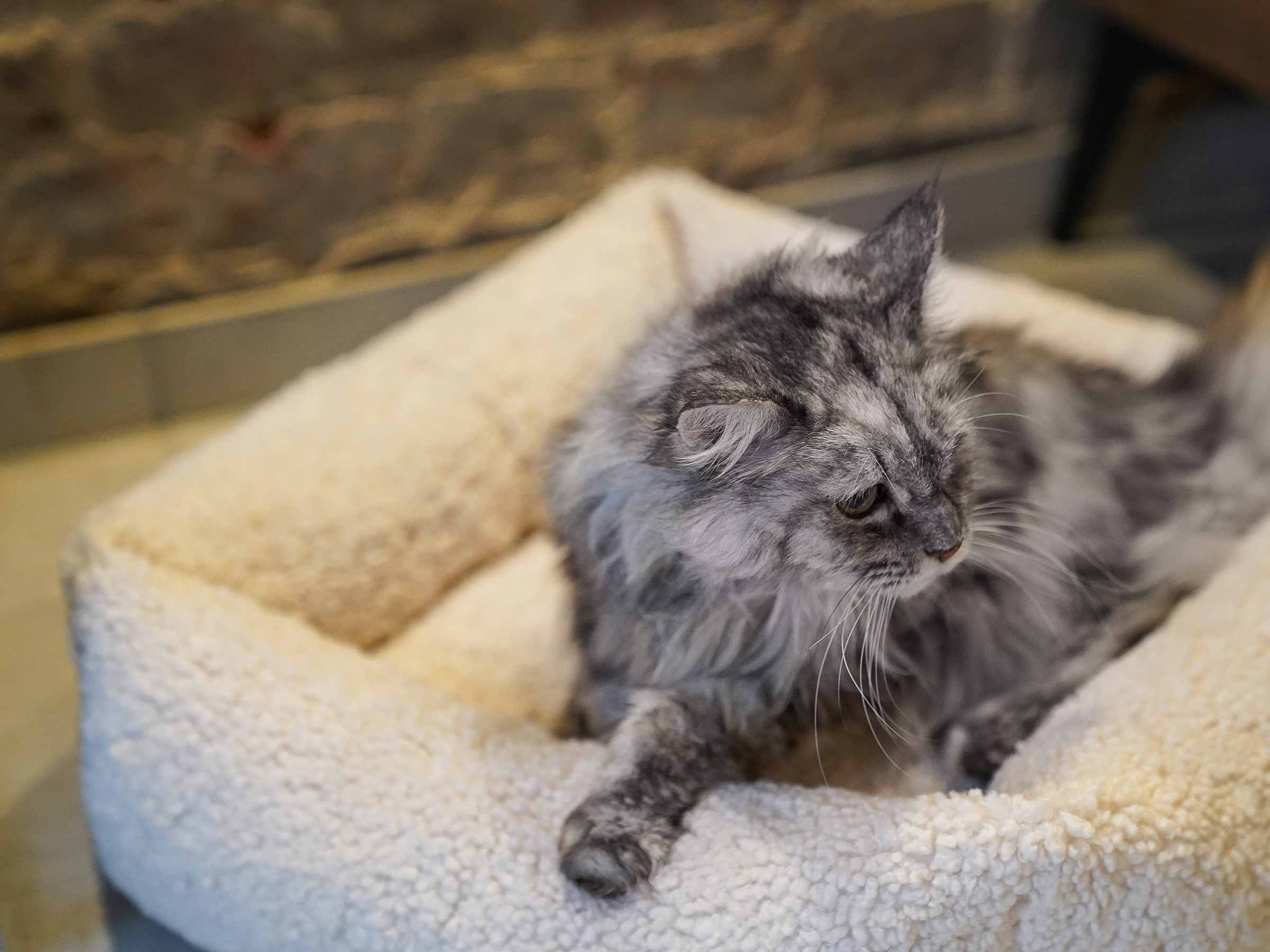 mypado Sena Woolly Cat Bed