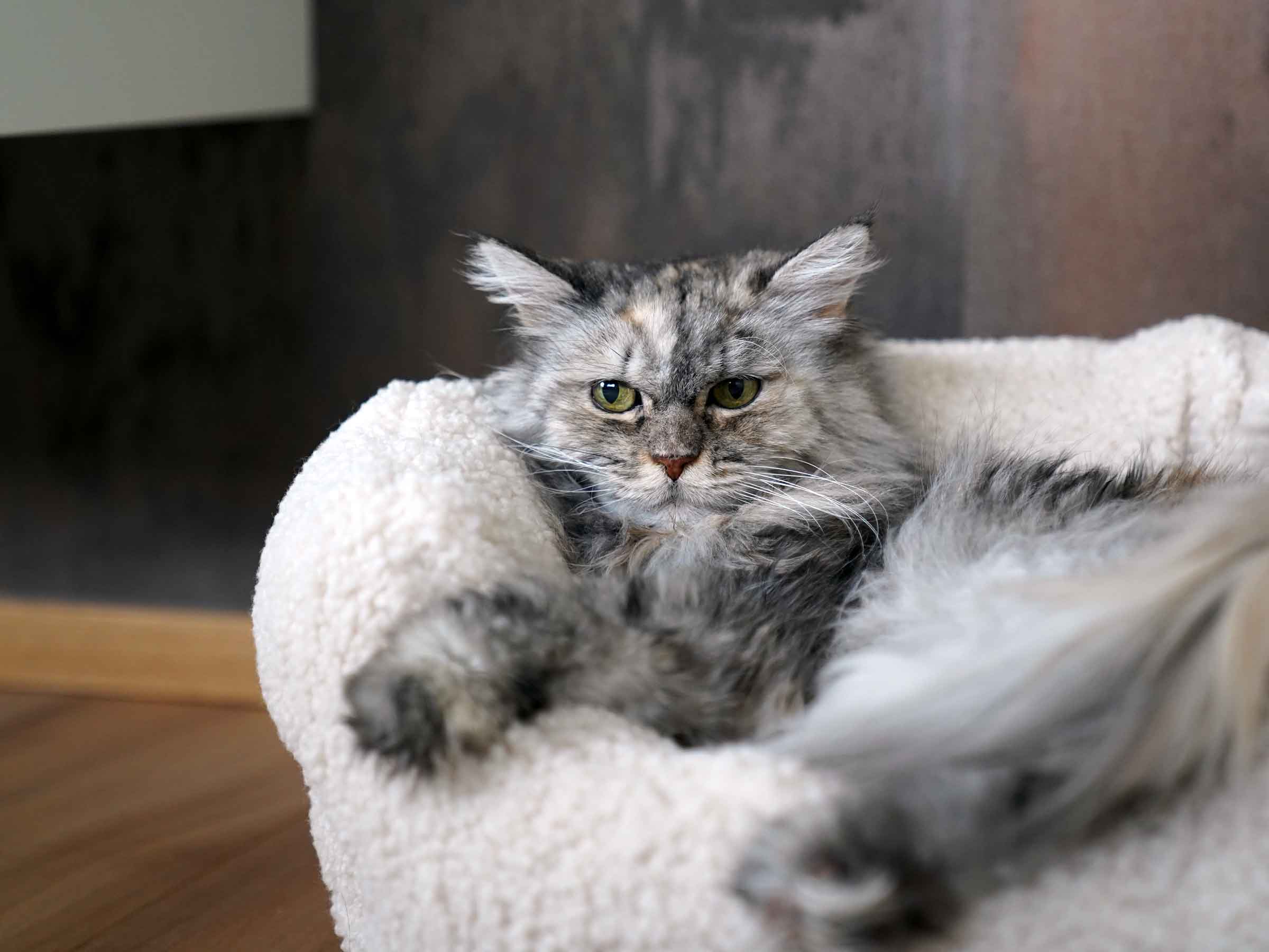 mypado Camino Woolly Katzenbett