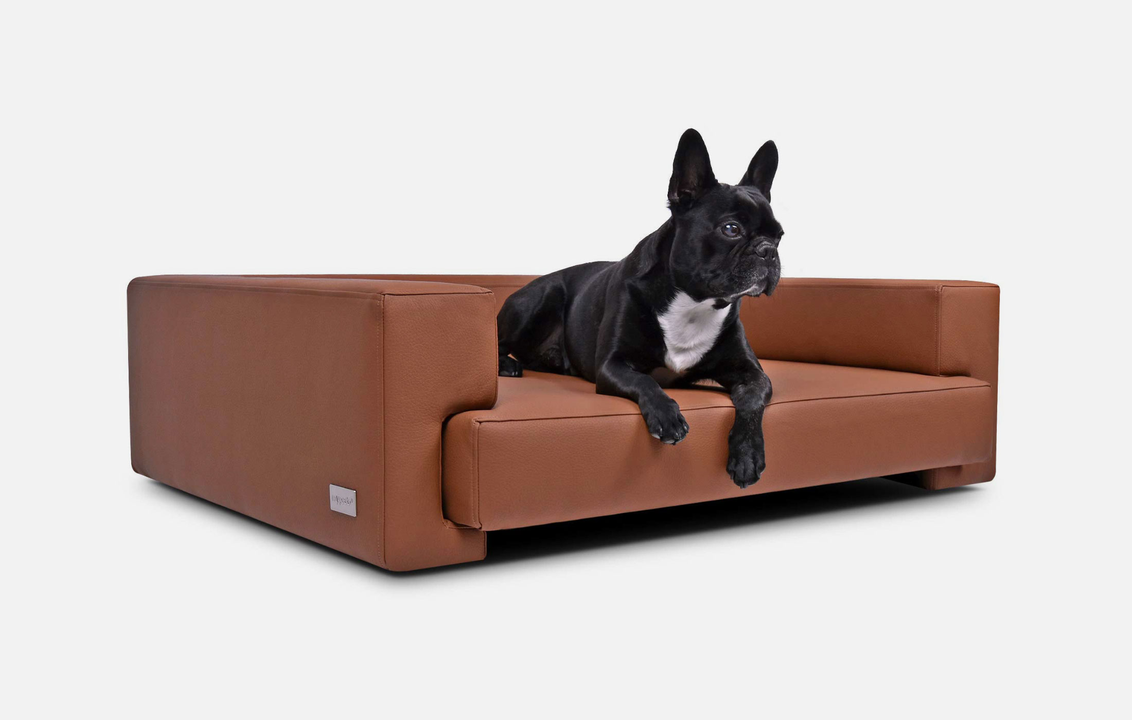 Comment Un Chien Choisit Son Maître Comment Un Chien Choisit Son Maître