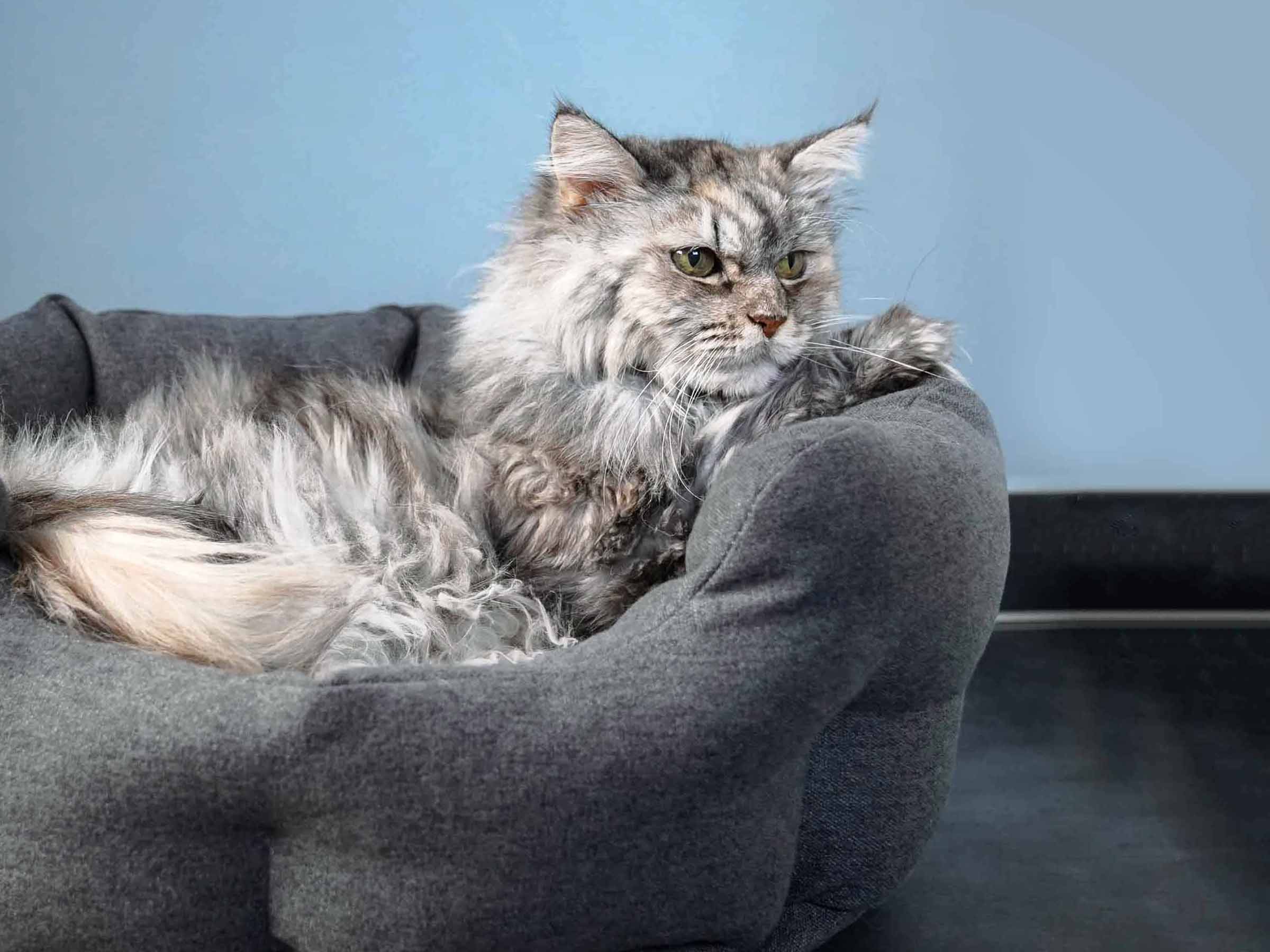 mypado Camino Silver Cat Bed