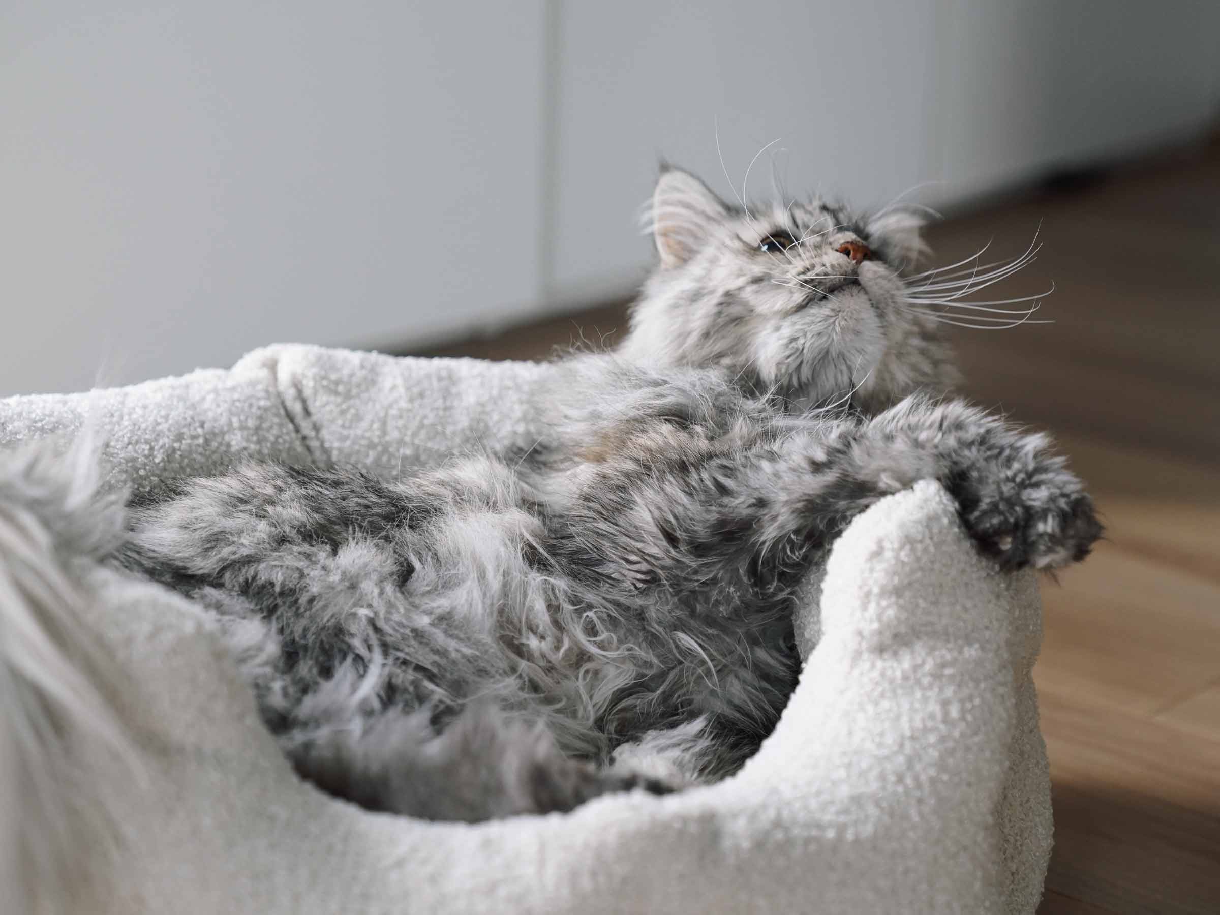 mypado Camino Teddy Katzenbett