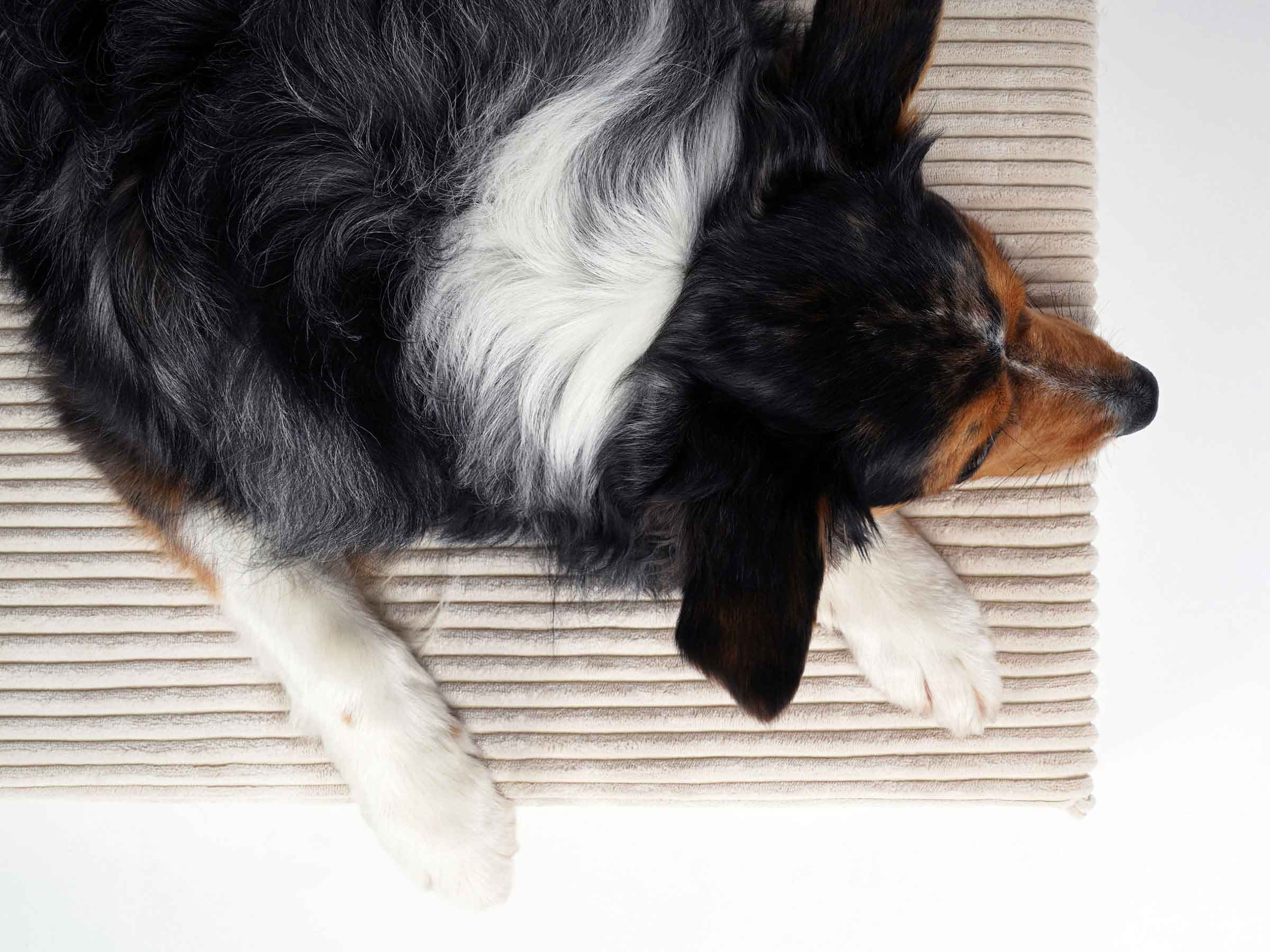 mypado Solana Cord Hundematte