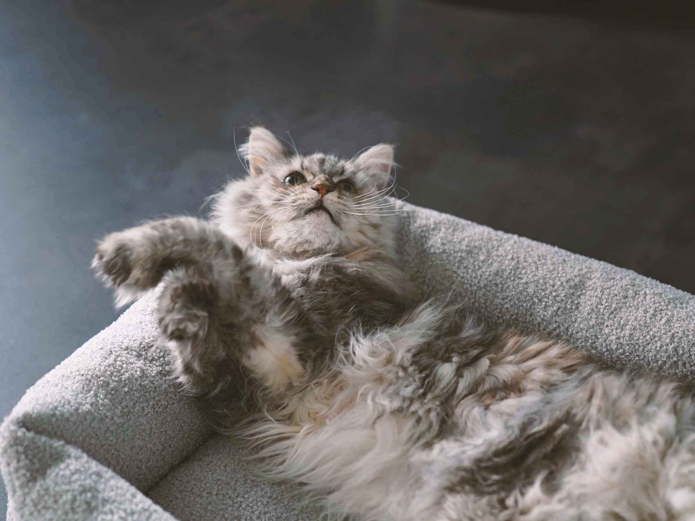 mypado Sena Teddy Cat Bed